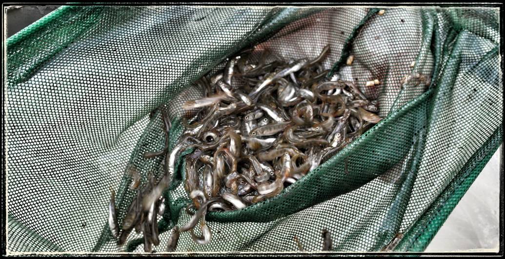 Net Full of Fry
